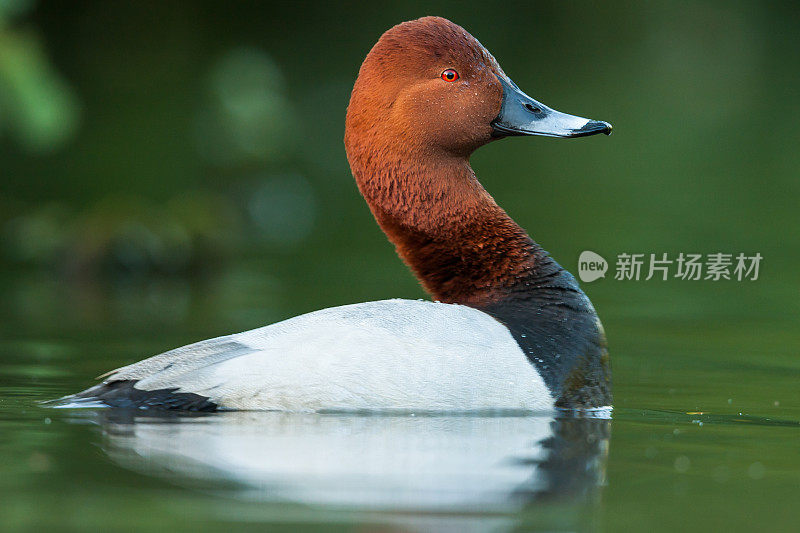 共同的pochard (Aythya ferina)